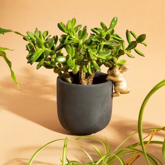 Haasje aan bloempot 11 cm Sass &amp; Belle  Haasje in goudkleur hangend aan een zwarte bloempot.